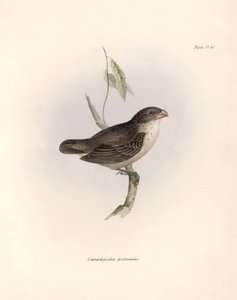 Ornitológia: Charles Darwin (1809-1882) által a Beagle fedélzetén végzett expedíciója során megfigyelt járókelő madár leírása: "Camarhynchus psittaculus vagy Geospize psittacin". Tábla a "The zoology of the voyage of H.M.S. Beagle. Repülés. III, Leírt mada alkotó: Unbekannter Künstler