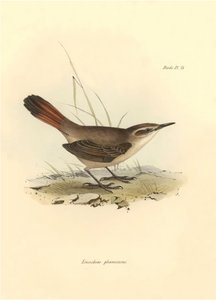 Ornitológia: "Eremobius phoenicurus", amelyet Charles Darwin írt le a Beagle fedélzetén tett expedíciója során. Tábla a "The zoology of the voyage of H.M.S. Beagle. Repülés. III, A John Gould által leírt madarak, Charles Darwin megjegyzéseivel szokásaikról alkotó: Unbekannter Künstler
