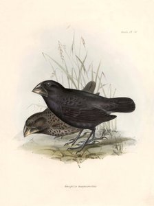 Ornitológia: "Charles Darwin (1809-1882) által a Beagle fedélzetén végzett expedíciója során megfigyelt madárfaj leírása. Tábla a "The zoology of the voyage of H.M.S. Beagle. Repülés. III, Birds described b alkotó: Unbekannter Künstler