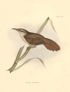 Ornitológia: "Limnornis curvirostris", a búvármadarak családjának tagja, amelyet Charles Darwin írt le a Beagle fedélzetén tett expedíciója során. Tábla a "The zoology of the voyage of H.M.S. Beagle. Repülés. III, A John Gould által leírt madarak, a lakóhe alkotó: Unbekannter Künstler