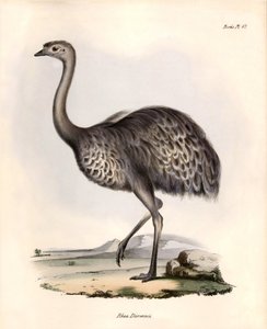 Ornitológia: "Darwin megfigyeli és leírja Charles Darwin által a Beagle fedélzetén tett expedíciója során. Tábla a "The zoology of the voyage of H.M.S. Beagle. Repülés. III, A John Gould által leírt madarak, élőhelyükkel kapcsolatos megjegyzésekkel. alkotó: Unbekannter Künstler