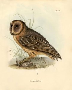 Ornitológia: Charles Darwin (1809-1882) által a Beagle fedélzetén tett expedíciója során leírt "Strix punctatissima" bagoly. Tábla a "John Gould által leírt madarak, Charles Darwin szokásaikról szóló megjegyzéseivel" című könyvből. alkotó: Unbekannter Künstler
