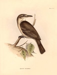 Ornitológia: A "Agriornis micropterus" vagy argentin gácsi, amelyet Charles Darwin írt le a Beagle fedélzetén tett felfedezőútja során. Tábla a "The Zoology of the voyage of the H.M.S. Beagle under the command of Captain Fitzroy during the years 1832 to alkotó: Unbekannter Künstler