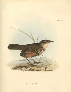 Ornitológia: A "Hymenops perspicillata" a madárcsaládból, amelyet Charles Darwin írt le a Beagle fedélzetén tett felfedezőútja során. Tábla a "The Zoology of the voyage of the H.M.S. Beagle under the command of Captain Fitzroy during the years 1832 to alkotó: Unbekannter Künstler