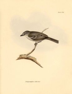 Ornitológia: A bükkfélék családjába tartozó "Pachyramphus albescens", amelyet Charles Darwin írt le a Beagle fedélzetén tett felfedezőútja során. Tábla a "The Zoology of the voyage of the H.M.S. Beagle under the command of Captain Fitzroy during the years  alkotó: Unbekannter Künstler