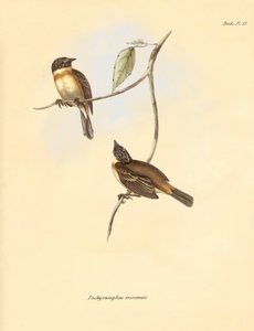 Ornitológia: A bükkfélék családjába tartozó "Pachyramphus minimus", amelyet Charles Darwin a Beagle fedélzetén tett felfedezőútja során írt le. Tábla a "The Zoology of the voyage of the H.M.S. Beagle under the command of Captain Fitzroy during the years 18 alkotó: Unbekannter Künstler