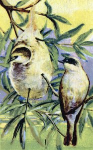 Ornitológia: Remiz (Remiz pendulinus) (Eurázsiai pendulinus it) Kromolitográfia 19. század Magángyűjtemény alkotó: Unbekannter Künstler