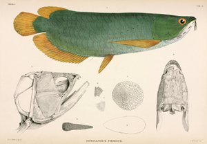 Osteoglossum formosum, Indonézia alkotó: Unbekannter Künstler