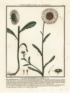 Ökörszem százszorszép, Leucanthemum vulgare. alkotó: Unbekannter Künstler
