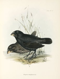 Pár nagy földi pinty, Galápagos-szigetek, 1832-1836 körül alkotó: Unbekannt