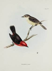 Madárpár, c 1832-1836 alkotó: Unbekannter Künstler