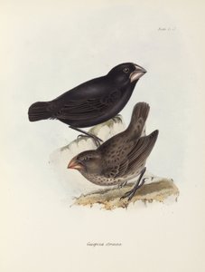 Pintypár, Galápagos-szigetek, c 1832-1836 alkotó: Unbekannt