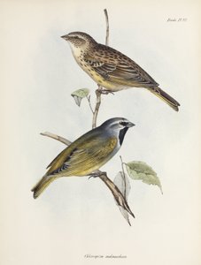 Veréb vagy pinty pár, c 1832-1836 alkotó: Unbekannt