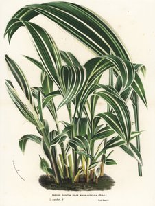Pálmafű, Setaria palmifolia (Panicum plicatum foliis level-vittatis). Kézzel színezett litográfia Louis van Houtte és Charles Lemaire: Flowers of the Gardens and Hothouses of Europe, Flore des Serres et des Jardins de l