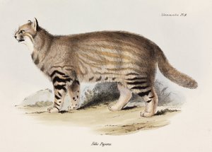 Pampas macska, Dél-Amerika, 1832-1836 alkotó: Unbekannt