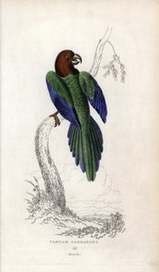 Papagájpumpadúr, Prosopeia tabuensis. Psittacus tabuensis. Joseph Kidd litográfiája John Audubon rajza alapján, a Miscellany of Natural History-ban: Papagájok, Sir Thomas DiK Lauder és Thomas Brown kapitány, megjelent Edinburghban, Skóciában, 183-ban. alkotó: Unbekannter Künstler