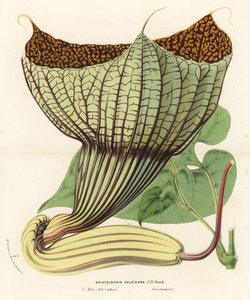 Pararistolochia goldieana (Aristolochia goldieana). Kézzel színezett litográfia Louis van Houtte és Charles Lemaire: Flowers of the Gardens and Hothouses of Europe, Flore des Serres et des Jardins de l