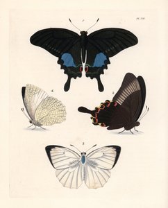 Párizsi pávapillangó, Papilio paris 1,2, és pettyes emigráns, Catopsilia pyranthe 3.4. Kézzel színezett litográfia John O. Westwood "Illustrations of Exotic Entomology" című művének új kiadásából, John O. Westwood, Bohn, London. alkotó: Unbekannter Künstler