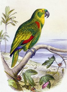 Papagáj kék homlokkal, 1850 körül (metszet) alkotó: Unbekannter Künstler