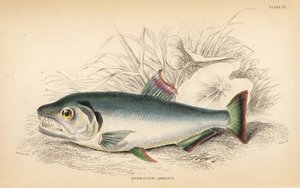 Payara, Hydrolycus armatus (Erősfogú hidrocion, Hydrocyon armatus). W.H. Lizars kézzel színezett acélmetszete James Stewart illusztrációja után Robert Schomburg Fishes of Guiana című művéből, amely Sir William Jardine Naturalist