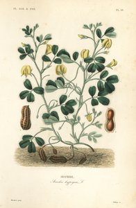 Földimogyoró vagy földimogyoró, Arachis hypogaea, Arachide alkotó: Unbekannt