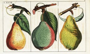 Körtefajták, Pyrus communis. alkotó: Unbekannter Künstler