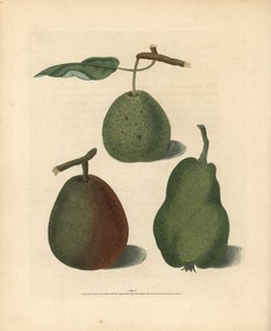 Körtefajták, Pyrus communis: Cressan, Gansell