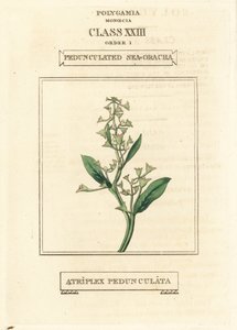 Lábszáras tengeri zsurló, Atriplex pedunculata. Kézi rézmetszet Richard Duppa illusztrációja után a The Clours and Orders of the Linnaean System of Botany, Longman, Hurst, London című művéből. alkotó: Unbekannter Künstler