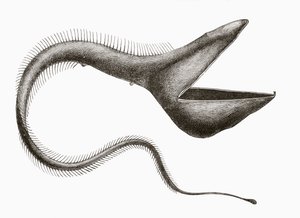 Pelikán angolna vagy Eurypharynx pelecanoides, mélytengeri hal, amelyet az emberek ritkán láthatnak, az „El Mundo Ilustrado”-ból, Barcelonában, 1880 körül alkotó: Unknown
