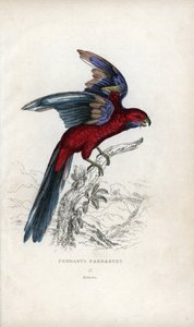 Pennant-papagáj, Psittacus pennantii. Platycercus elegans. alkotó: Unbekannter Künstler