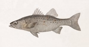 Perche Noct, közelről alkotó: Unbekannt
