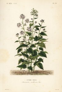 Örökös őszinteség, újjáéledt Lunaria, holdvivace alkotó: Unbekannt