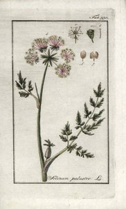 Peucedan mocsári vagy mocsári petrezselyem (Selinum marsh). Litográfia Johannes Zorn (1739-1799) "Afbeelding der Artseny-Gewassen" című művéből, Hollandia. alkotó: Unbekannter Künstler