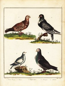 Galambok: lengyel galamb, pouter, tengeri galamb és turbit. 1792 (metszet) alkotó: Unbekannter Künstler