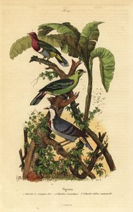 Rózsafejű gyümölcsgalamb, Ptilinopus porphyreus, Buru zöld galamb, Treron aromaticus és Luzon vérző szív, Gallicolumba luzonica alkotó: Unbekannt