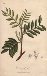 Pistacia lentiscus (Pistacia lentiscus) - Erős víz William Clarke által, John Stephenson és James Morss Churchill "Medical Botanical, Description of the Medicinal Plants of London, Edinburgh and Dublin" című művének illusztrálására, amelyet Londonban John  alkotó: Unbekannter Künstler