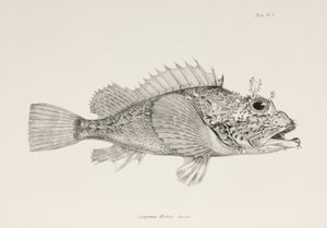 Játékos skorpióhal, c 1832-1836 alkotó: Unbekannter Künstler