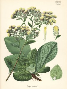 A szántóföldi tüskeszegfű, Inula conyza (Conyza squarrosa). Kromolitográfia Hermann Adolph Koehler Gyógynövények című, Gustav Pabst által szerkesztett művének botanikai illusztrációja után, Koehler, Németország. alkotó: Unbekannter Künstler