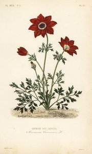 Mákos kökörcsin vagy spanyol körömvirág, Anemone coronaria, Anemone des jardins alkotó: Unbekannt