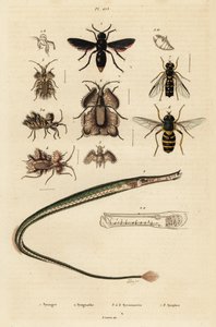Fazekas darázs, pipahal, aranytojás poloska és légy., 1834-1839 (metszet) alkotó: Unbekannter Künstler