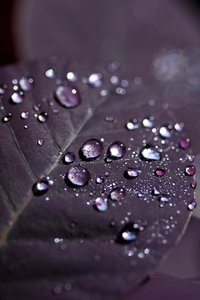 Purple Leaves II (photograph) alkotó: Unbekannter Künstler