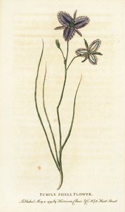 Az ausztráliai Új-Dél-Wales lila kagylóvirága. Talán egy művirágkereskedő által gyártott fantáziavirág Kézzel színezett rézmetszet a "The Naturalist