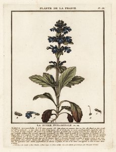 Piramis bugle, Ajuga pyramidalis. alkotó: Unbekannter Künstler