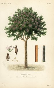 Kinin vagy cinchona kéreg, Cinchona officinalis, Cinchona condaminea, Quinquina gris alkotó: Unbekannt