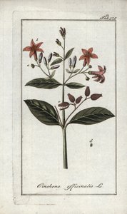 Quinquina (Cinchona officinalis). Litográfia Johannes Zorn (1739-1799) "Afbeelding der Artseny-Gewassen" című művéből, Hollandia. alkotó: Unbekannter Künstler