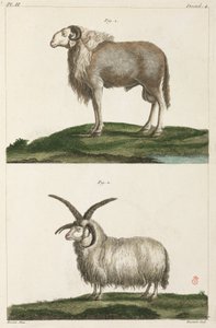 Rams alkotó: Unbekannt