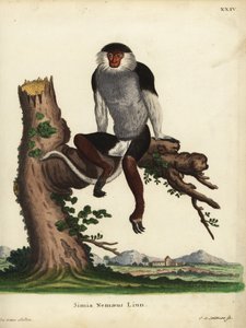 Pirosszárnyú douc, Pygathrix nemaeus. Veszélyeztetett. Simia nemaeus Linn. Johann Sebastian Leitner kézzel készített rézmetszete Jacques de Seve illusztrációja után Johann Christian Daniel Schreber: Animal Illustrations after Nature, avagy Schre alkotó: Unbekannter Künstler