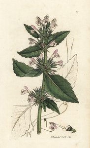Vörös kendernövény, Galeopsis tetrahit (Red nettle) James Sowerby kézzel készített rézmetszete James Smith angol botanikájából, London alkotó: Unbekannter Künstler