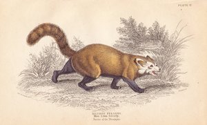 Vörös panda, Ailurus fulgens. Veszélyeztetett. A Linnean Society Múzeumában található példányról. Lizars kézzel színezett acélmetszete Charles Hamilton Smith illusztrációja után, William Jardine