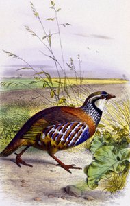 Piros partizán, 1850 körül (litográfia) alkotó: Unbekannter Künstler